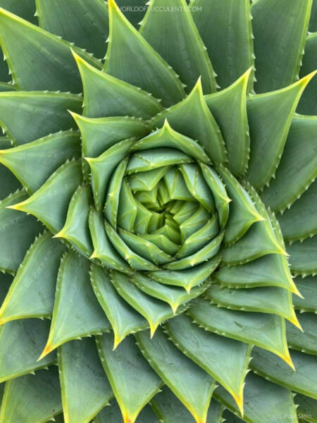 Aloe polyphylla (Spiral Aloe) - World of Succulents