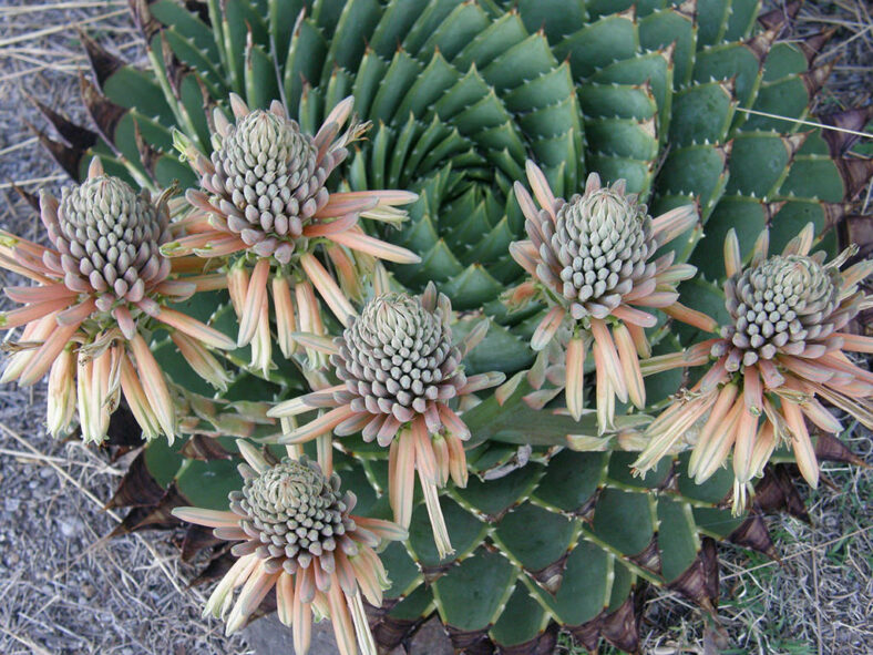 Flowers and buds. Aloe polyphylla, commonly known as Spiral Aloe