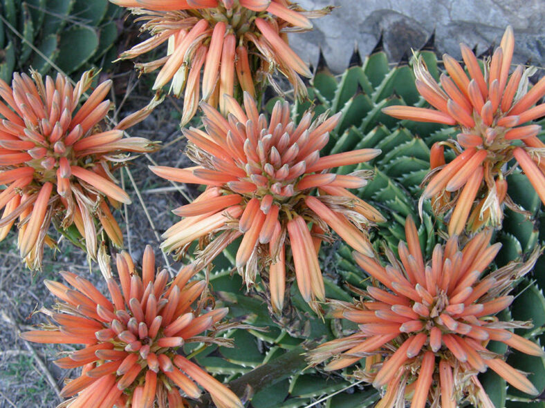 Flower heads of Aloe polyphylla, commonly known as Spiral Aloe