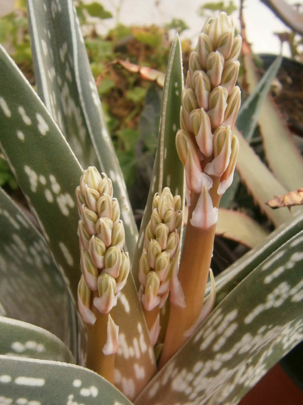 Gonialoe variegata (Tiger Aloe), aka Aloe variegata