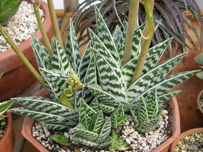 Gonialoe variegata (Tiger Aloe), aka Aloe variegata