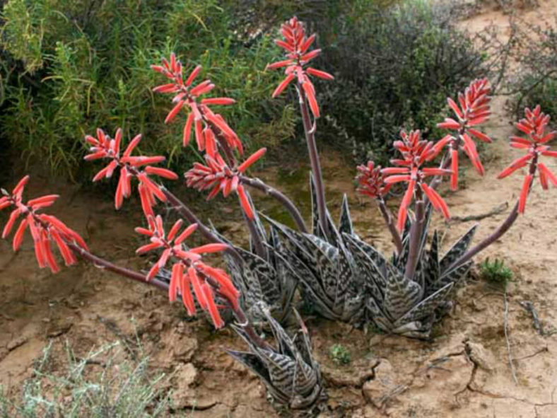 Gonialoe variegata (Tiger Aloe), aka Aloe variegata