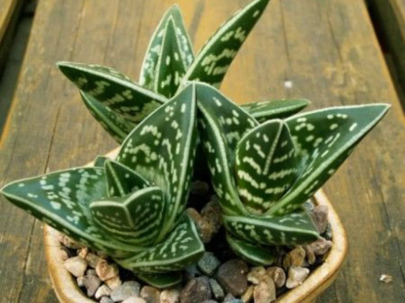 Gonialoe variegata (Tiger Aloe), aka Aloe variegata