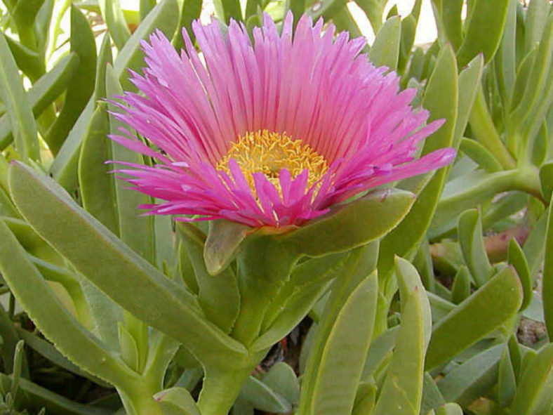 Carpobrotus acinaciformis (Sally-my-handsome)