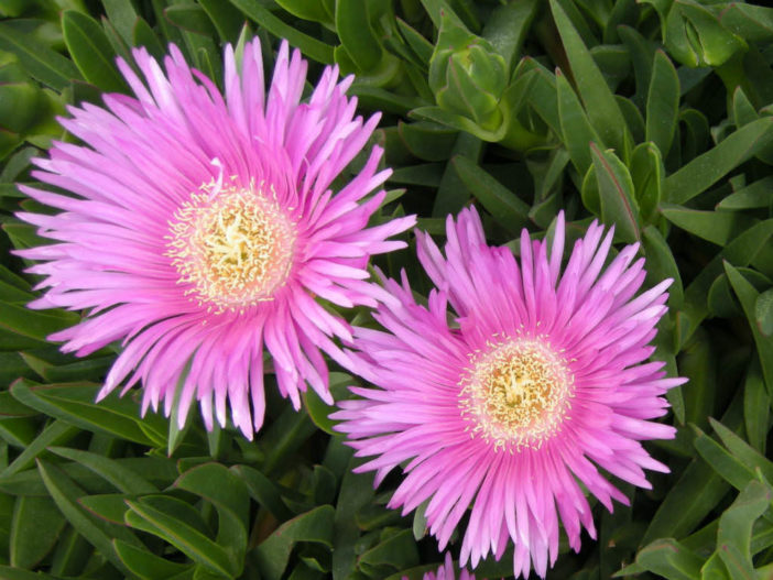 Carpobrotus acinaciformis (Sally-my-handsome)