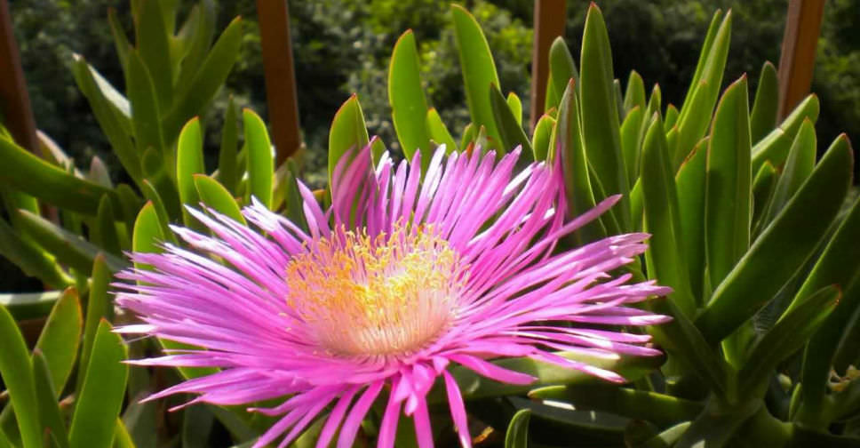 Carpobrotus acinaciformis (Sallymyhandsome) World of
