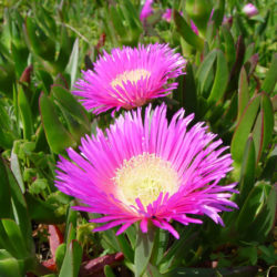 Carpobrotus acinaciformis (Sally-my-handsome) - World of Succulents