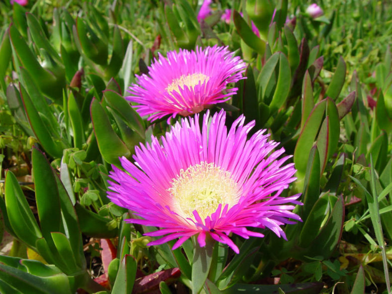 Carpobrotus acinaciformis (Sally-my-handsome)