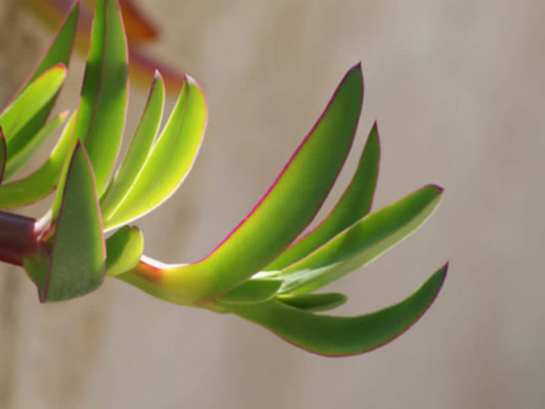 Carpobrotus acinaciformis (Sally-my-handsome)