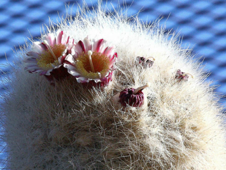 Cephalocereus senilis (Old Man Cactus)