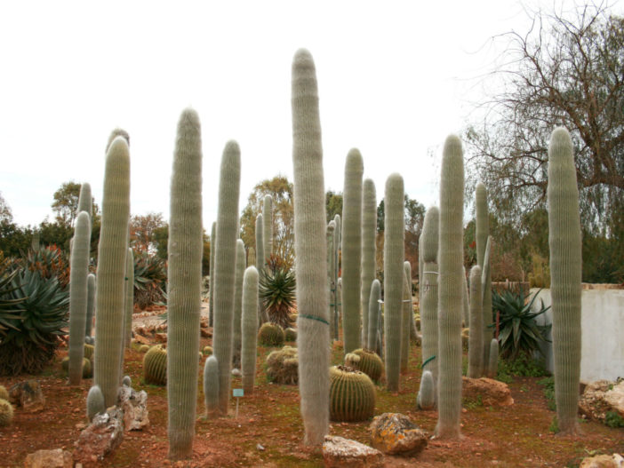 Cephalocereus senilis (Old Man Cactus)