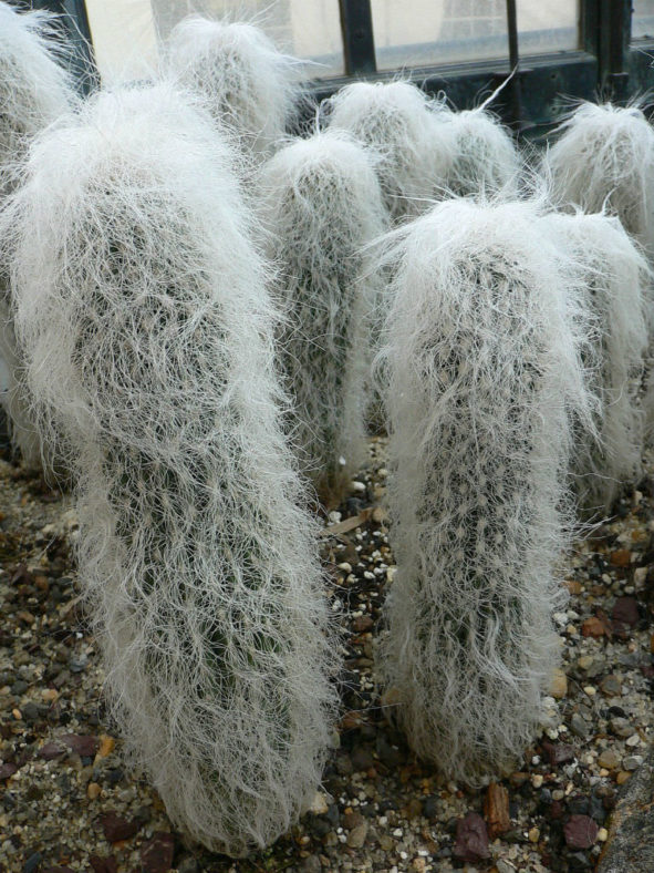 Cephalocereus senilis (Old Man Cactus)