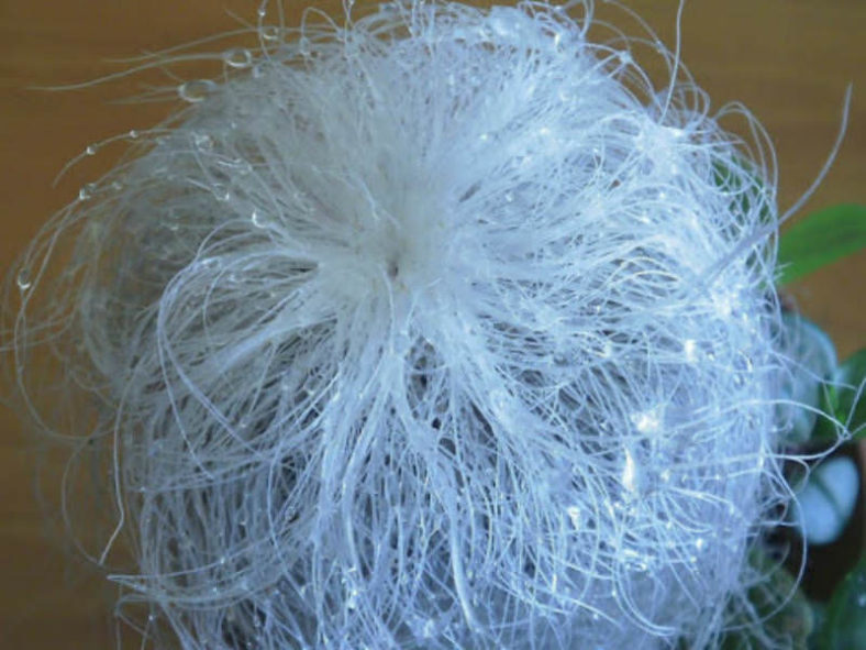 Cephalocereus senilis (Old Man Cactus)