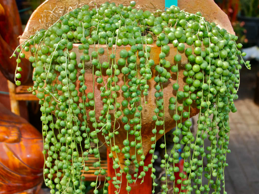 Curio rowleyanus 'Variegatus' (String of Pearls) - World of