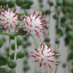 Curio rowleyanus (String of Pearls) - World of Succulents