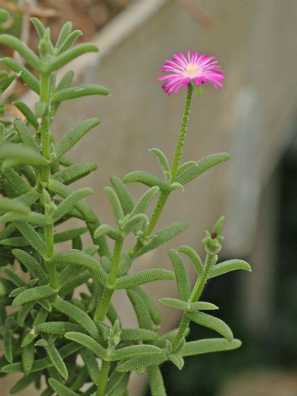Delosperma cooperi (Purple Ice Plant)