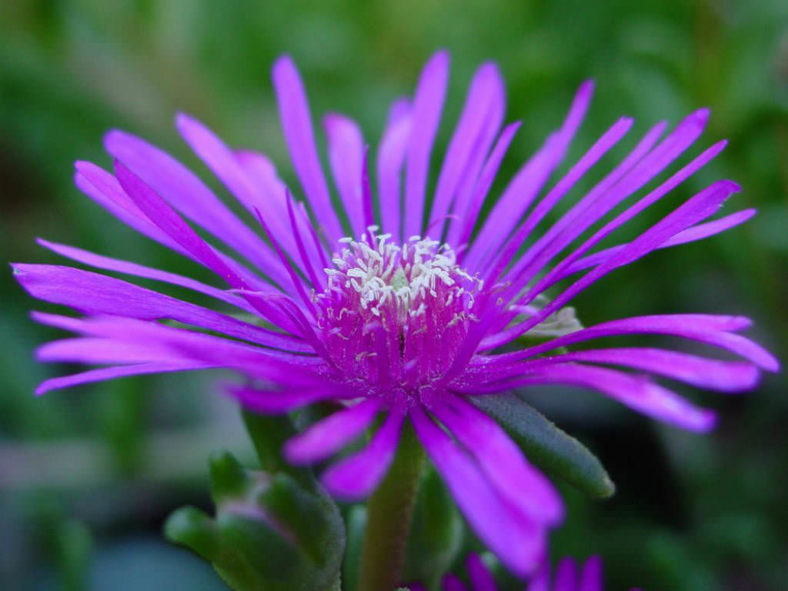 Delosperma cooperi (Purple Ice Plant)