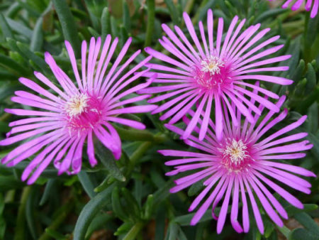 Delosperma cooperi (Purple Ice Plant) - World of Succulents