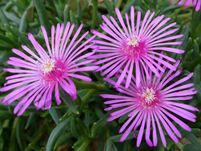 Delosperma cooperi (Purple Ice Plant)