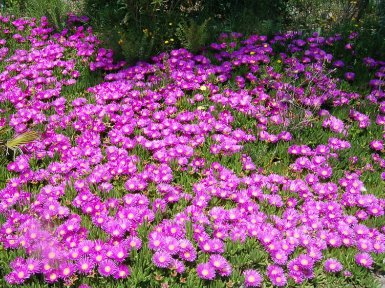Delosperma cooperi (Purple Ice Plant)