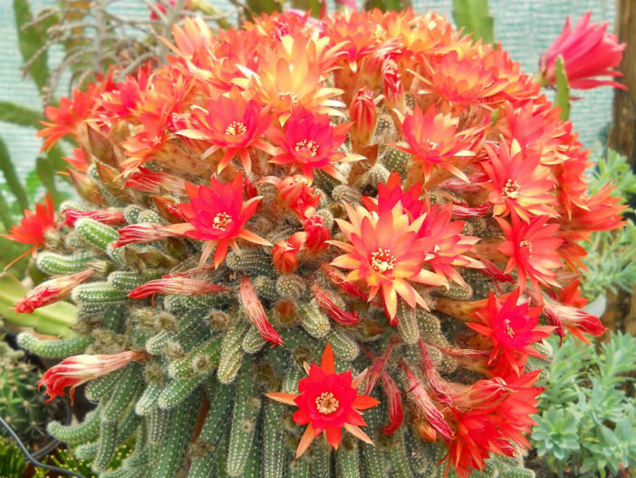 Echinopsis chamaecereus (Peanut Cactus)