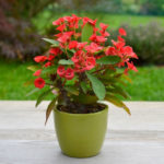 Euphorbia milii (Crown of Thorns) | World of Succulents