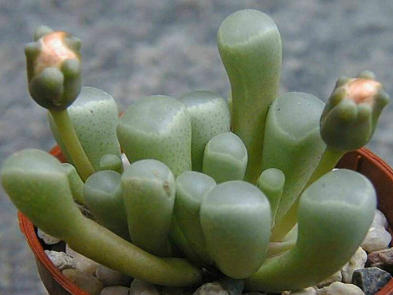 Fenestraria rhopalophylla (Baby Toes)