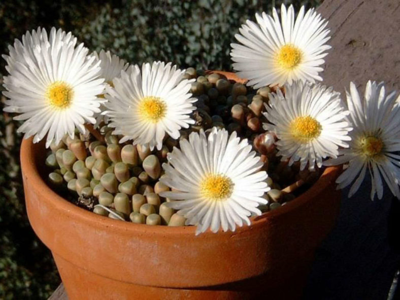 Fenestraria rhopalophylla (Baby Toes)