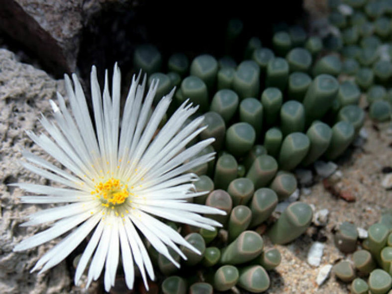 Fenestraria rhopalophylla (Baby Toes)