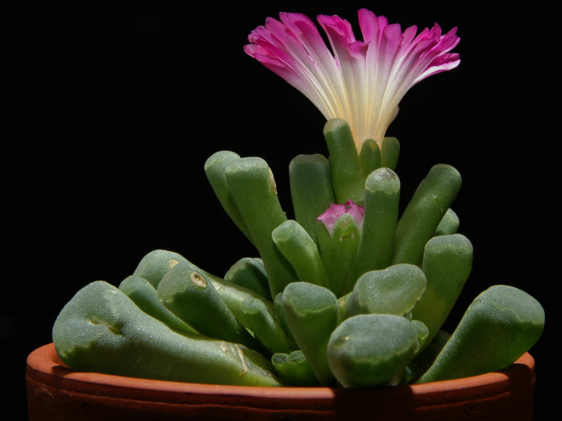 Frithia pulchra (Fairy Elephant's Feet)