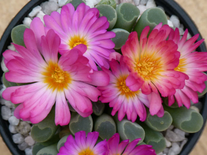 Frithia pulchra (Fairy Elephant's Feet)