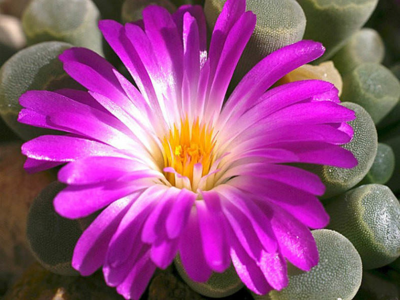 Frithia pulchra (Fairy Elephant's Feet)