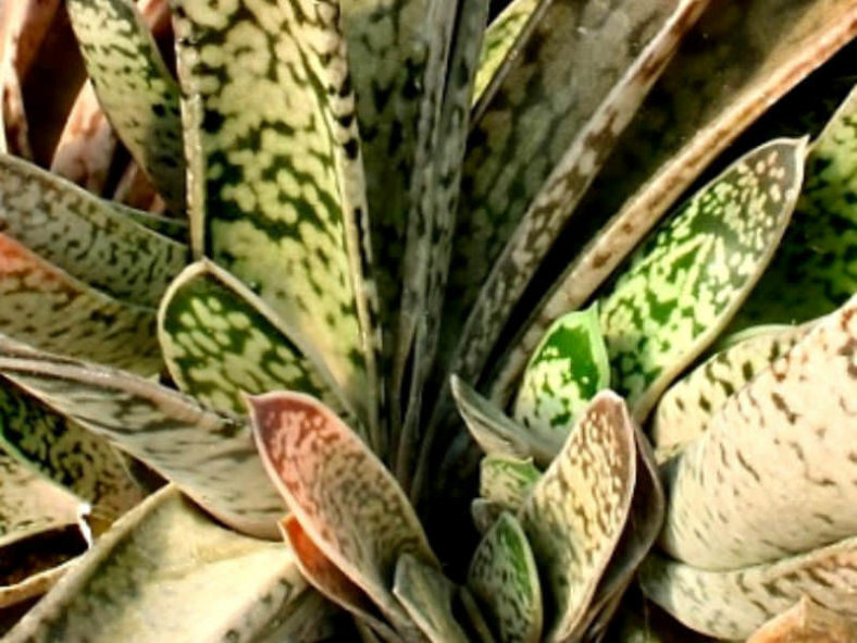 Gasteria bicolor (Lawyer's Tongue) aka Gasteria obliqua