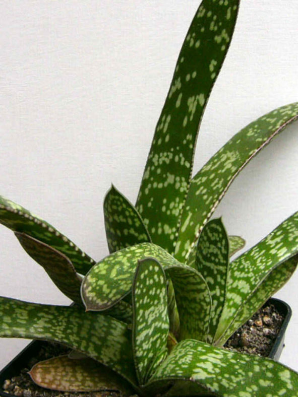 Gasteria bicolor (Lawyer's Tongue) aka Gasteria obliqua