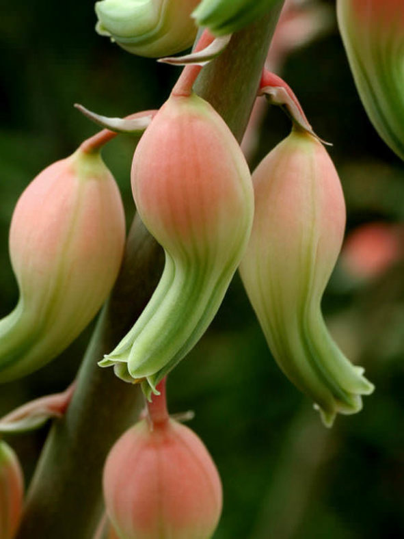 Gasteria bicolor (Lawyer's Tongue) aka Gasteria obliqua