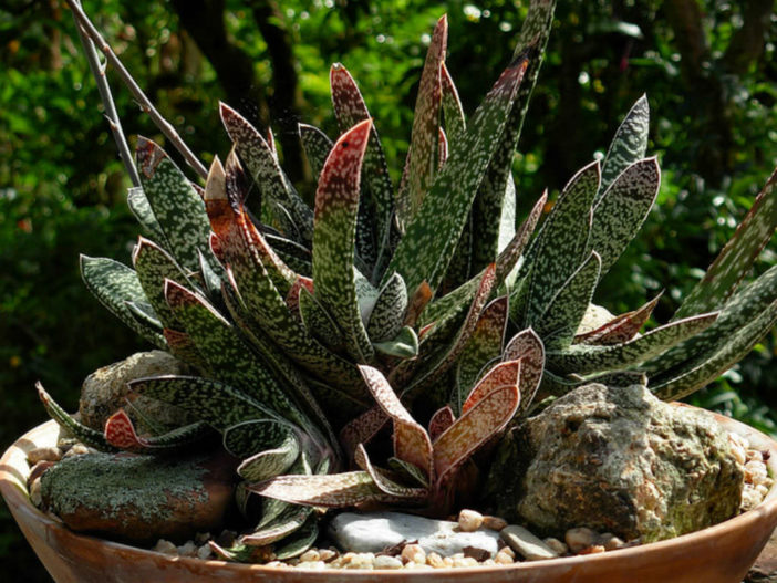 Gasteria bicolor (Lawyer's Tongue) aka Gasteria obliqua