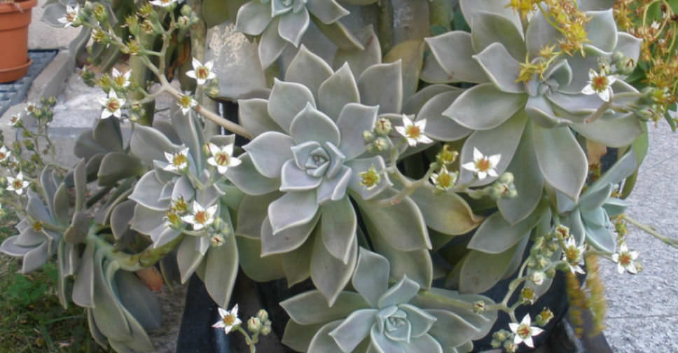 graptopetalum paraguayense flower