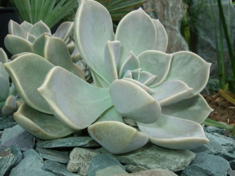 Graptopetalum paraguayense (Ghost Plant)