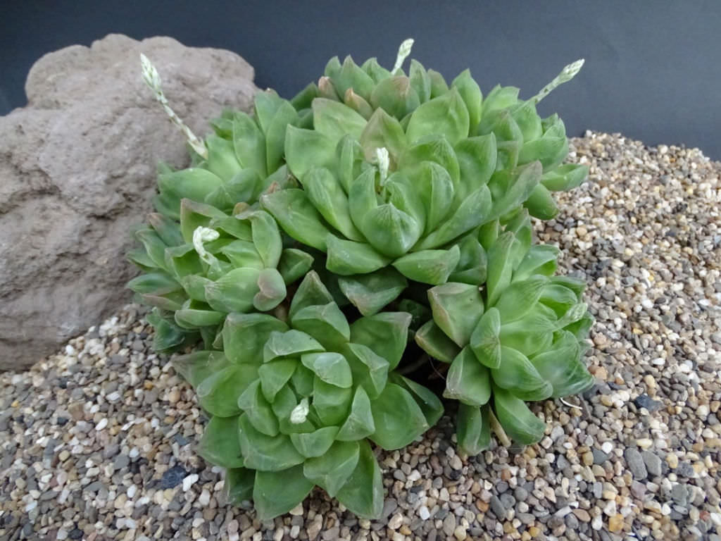 Haworthia cymbiformis (Cathedral Window Haworthia)