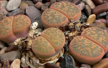 Lithops lesliei (Leslie's Living Stone) Lithops lesliei (Leslie's Living Stone)
