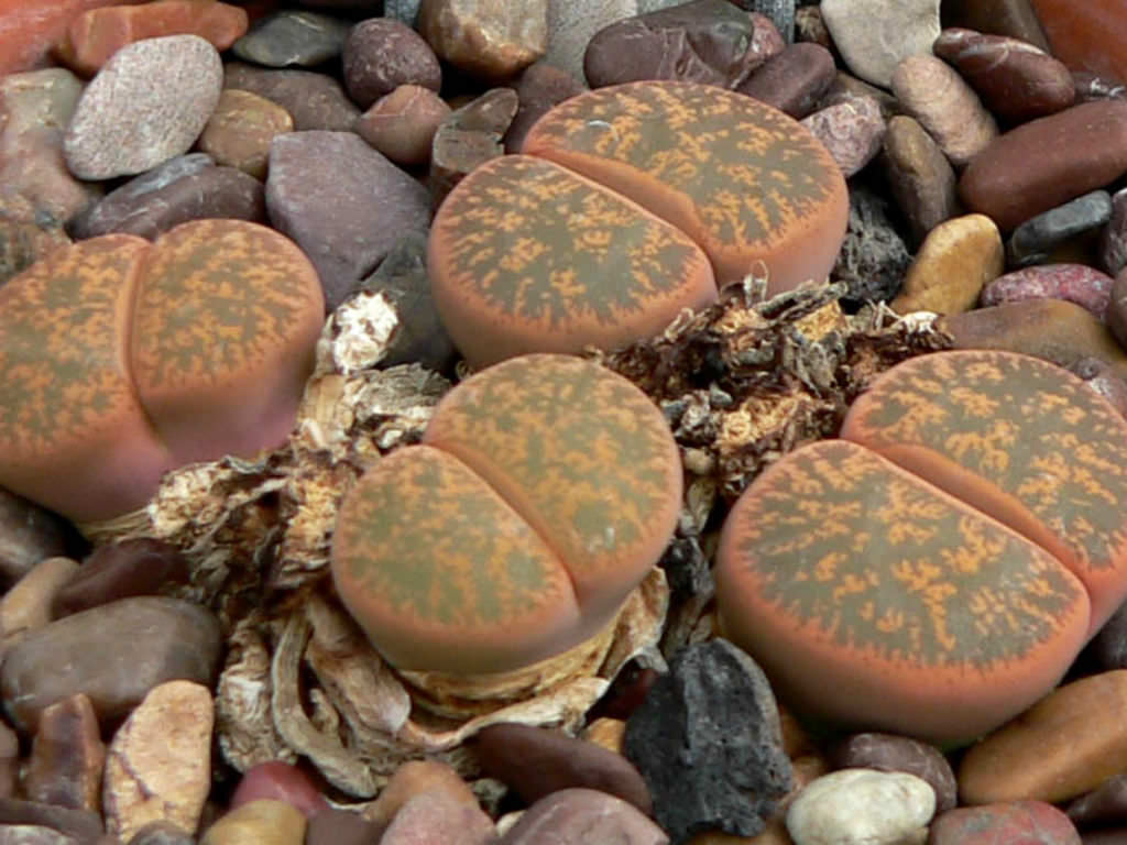 Lithops lesliei (Leslie's Living Stone)