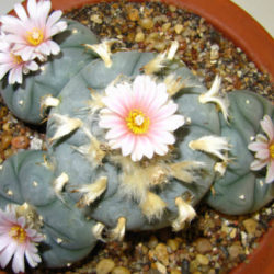 Lophophora williamsii (Peyote) - World of Succulents