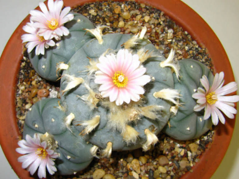 Lophophora williamsii (Peyote)