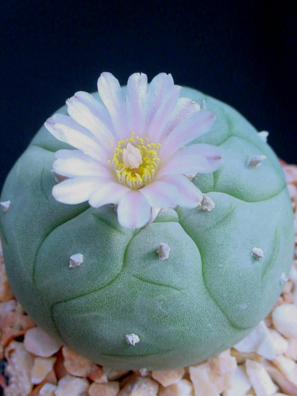 Lophophora williamsii (Peyote)