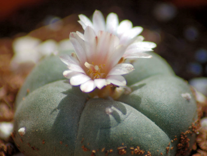 Lophophora williamsii (Peyote)