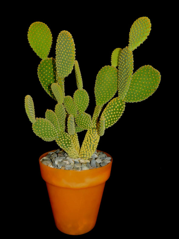 Opuntia microdasys (Bunny Ears Cactus)