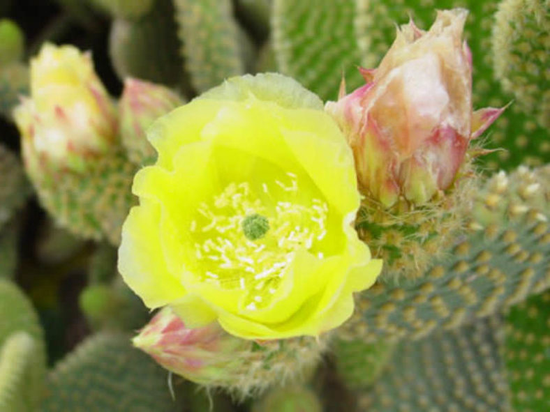 Opuntia microdasys (Bunny Ears Cactus)