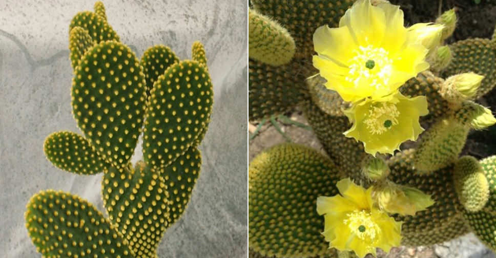 Cactus Bunny Ears (Opuntia Microdasys) Assorted 2.25”