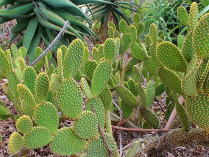 Opuntia microdasys (Bunny Ears Cactus)