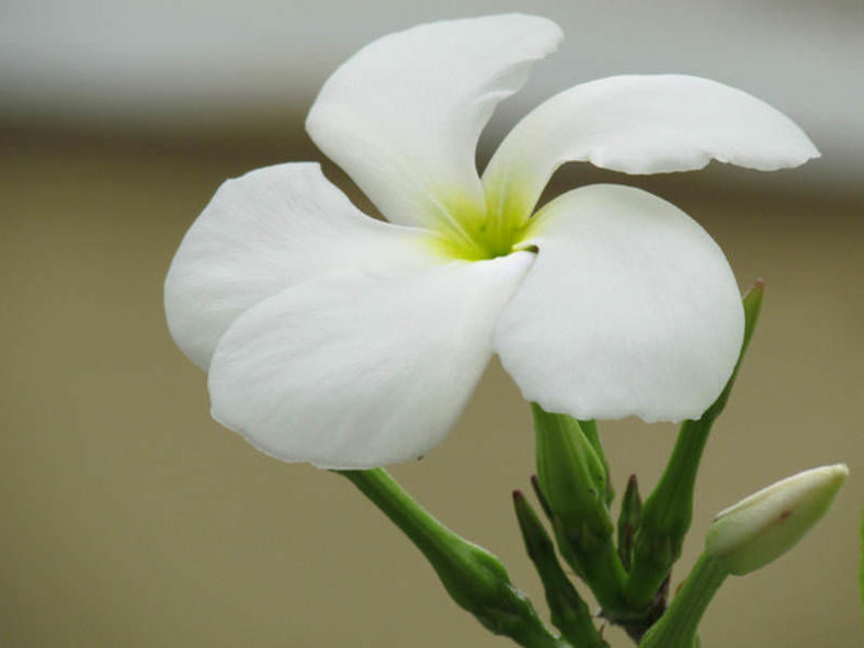 Pachypodium lamerei (Madagascar Palm)